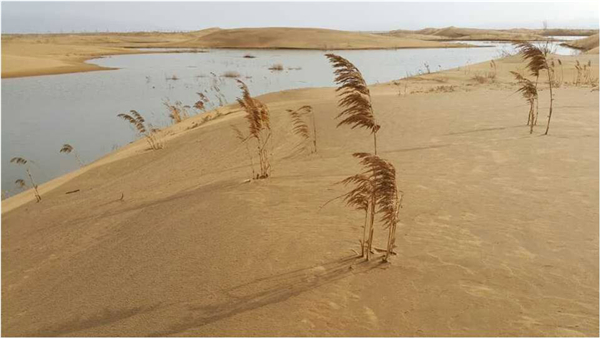 荒野——沙漠中的荒草 (引自網絡)